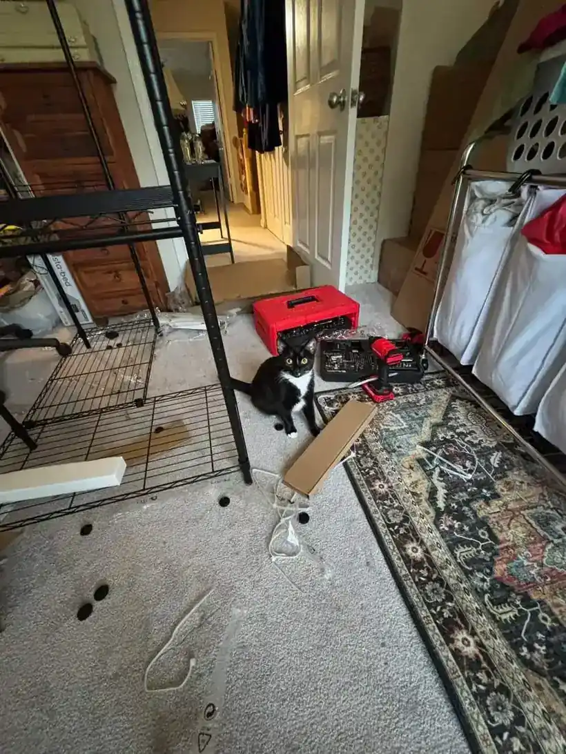 A cat supervising a bedroom move-in while shelving is assembled