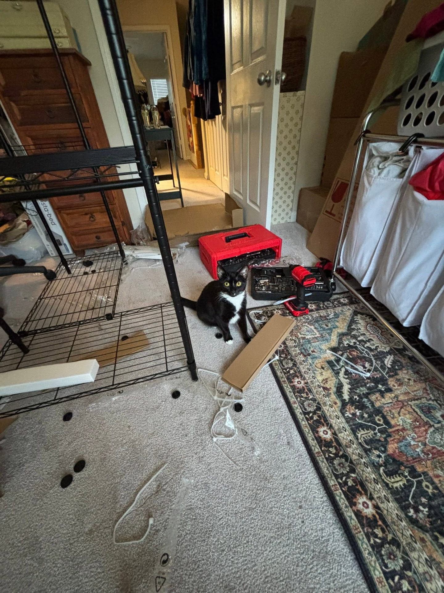 A cat supervising the move-in from the bedroom floor